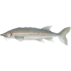 Sturgeon