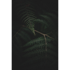Fern Mextures