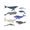 Les baleines du monde