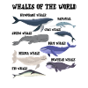 Les baleines du monde
