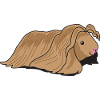 Long haired guinea pig