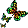 3 butterflies R6Z