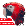 Parrot