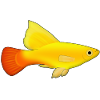 Parrot platy