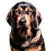 Basset of the Alps