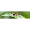 Libelle auf Grashalm