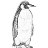 Penguin Illustration