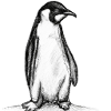 Penguin Illustration