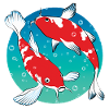 Carp Koi | Japanese ornamental goldfish