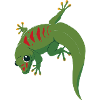 Gecko Illustration