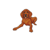 Redbone Coonhound Chien Cadeau