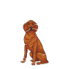 Redbone Coonhound Dog Gift