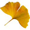 Autunno Ginkgo Foglia Autunno Ginkgo Foglia Foto
