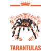 Tarantula Spider Tarantula