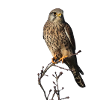 TURMFALKE