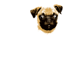 I love Pugs Retro