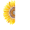 Lung Cancer Awareness Sunflower