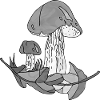 Fungi