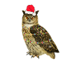 Weihnachts Eule für Eulen Fans