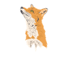 Fox Animal Wilderness Nature Environment