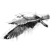Seagulls Dive