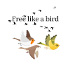 Free like a bird