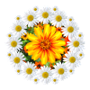 daisies with colorful flower daisy flower