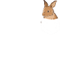 Rabbit Animal Pet Rabbit