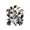 Penguins, Penguins, Penguin lovers