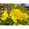 common evening primrose Oenothera biennis