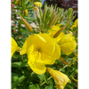 common evening primrose Oenothera biennis