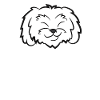 Maltipoo Dog Papa Maltipoo Papa