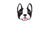 Boston Terrier