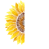 Breast Cancer Awareness Sunflower