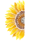 Overdose Awareness Sunflower