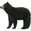 Black bear
