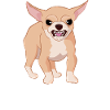 Love Chihuahua