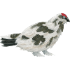 Schneehuhn