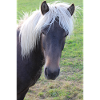 Affiche Cheval Cheval