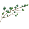 delicately filigree larch branch