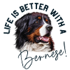Bernese Mountain Dog
