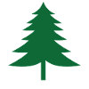 Fir tree