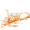Koksender Mann