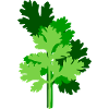 Parsley small
