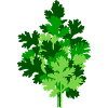 parsley large