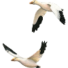Snow geese