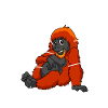 Anatomie d’un orang-outan