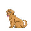 Anatomy of a Golden Retriever