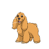 Anatomie d’un cocker