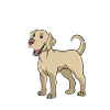 Anatomie d’un Labrador Retriever